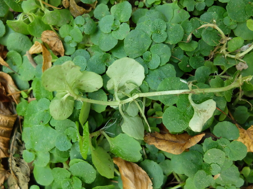 Chrysosplenium oppositifolium (Opposite-leaved Golden-saxifrage)