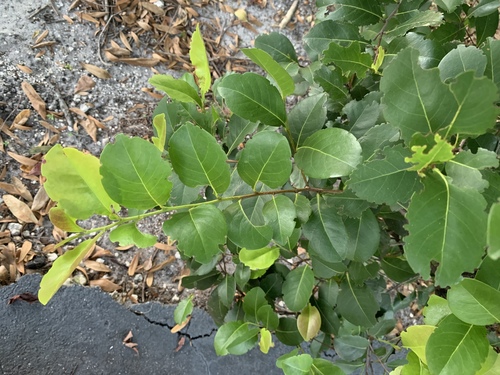 Chrysobalanus icaco (Cocoplum) (alternate view 5)