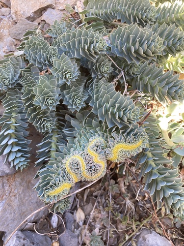 Euphorbia myrsinites (Myrtle Spurge)