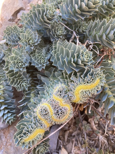 Euphorbia myrsinites (Myrtle Spurge) (alternate view 3)