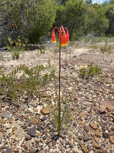 Blandfordia nobilis (Christmas Bells) (alternate view 4)