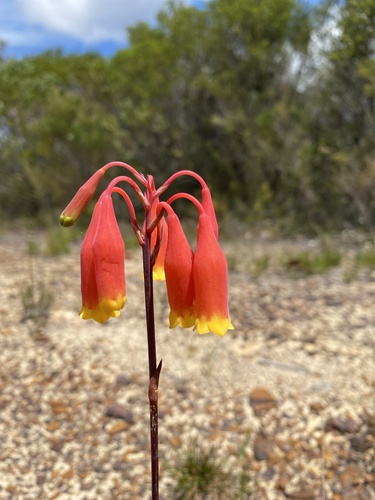 Blandfordia nobilis (Christmas Bells) (alternate view 5)