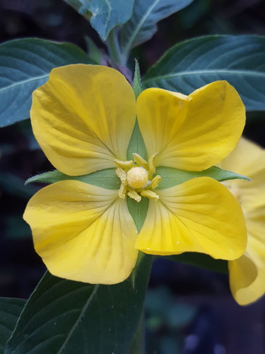 Ludwigia peruviana (Peruvian primrose-willow) (alternate view 12)