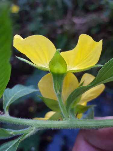 Ludwigia peruviana (Peruvian primrose-willow) (alternate view 13)