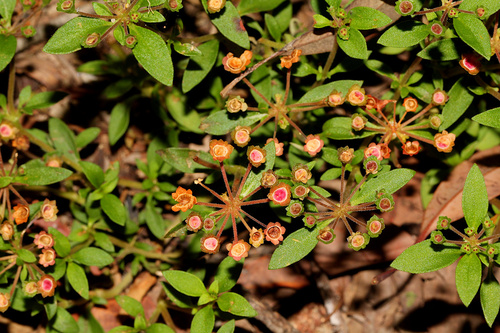 Pomax umbellata (pomax) (alternate view 5)