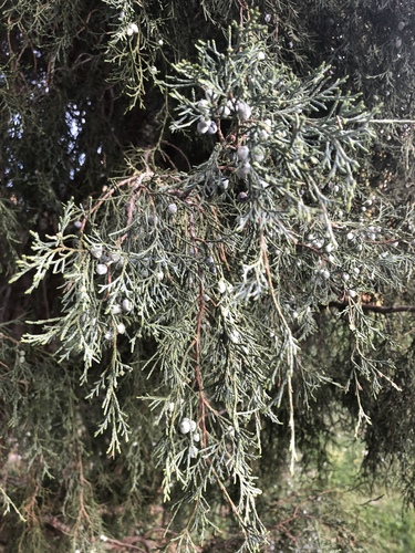 Juniperus scopulorum (Rocky Mountain Juniper) (alternate view 4)