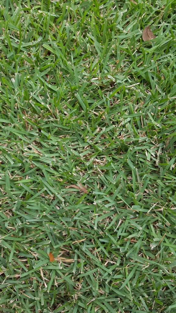 Zoysia tenuifolia, Korean velvet grass — spreading semi-evergreen (Poaceae) (image 1 of 6)