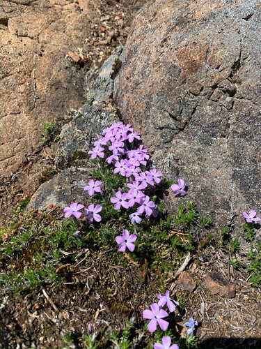 Phlox diffusa (spreading phlox)