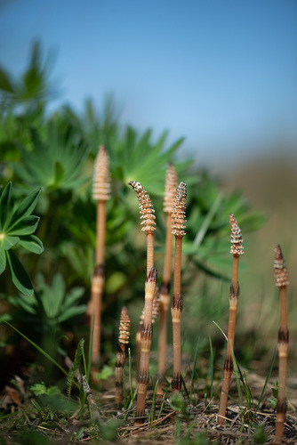 Equisetum arvense (common horsetail (native)) (alternate view 4)