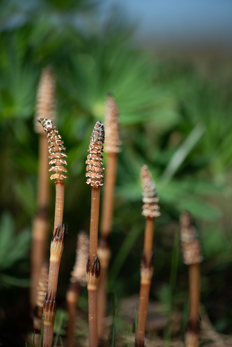 Equisetum arvense (common horsetail (native)) (alternate view 3)