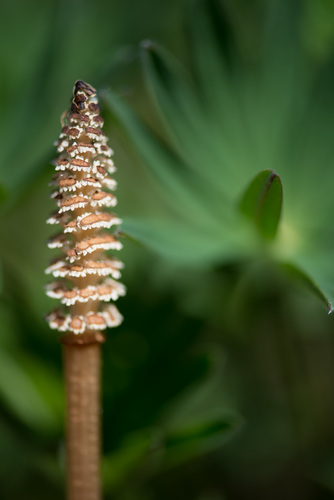 Equisetum arvense (common horsetail (native)) (alternate view 5)