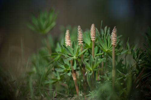 Equisetum arvense (common horsetail (native)) (alternate view 2)