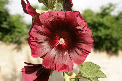 Alcea rosea (common hollyhock) (alternate view 9)