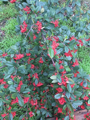 Cotoneaster coriaceus (Parney cotoneaster) (alternate view 3)