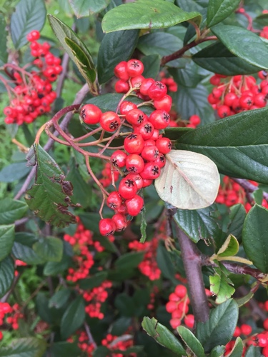 Cotoneaster coriaceus (Parney cotoneaster) (alternate view 4)