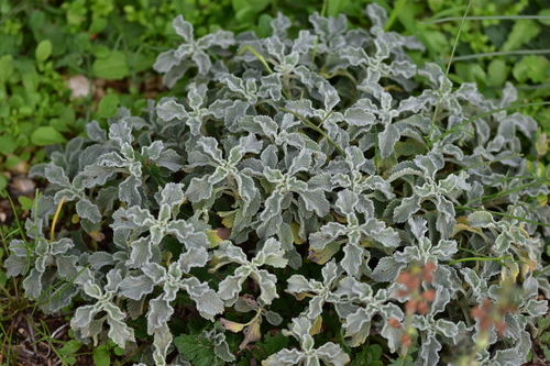 Marrubium incanum (alternate view 6)