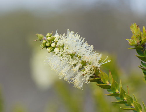 Melaleuca squarrosa (scented paperbark) (alternate view 4)