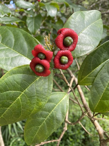 Clerodendrum floribundum (Lolly Bush)
