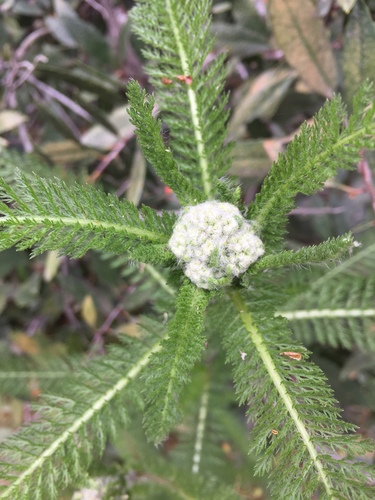 Achillea millefolium (common yarrow)