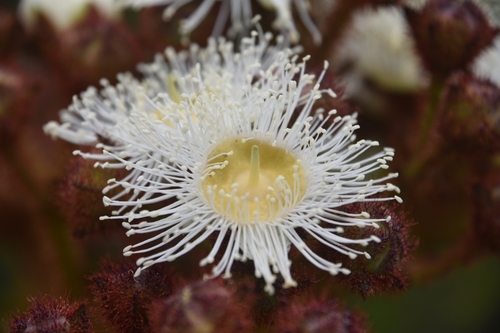 Angophora hispida (Dwarf apple)