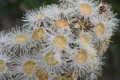 Angophora hispida (Dwarf apple) (alternate view 2)
