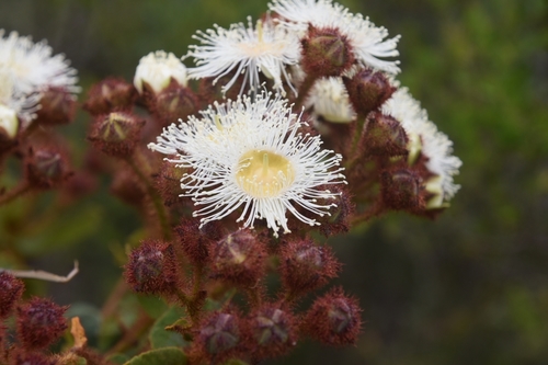 Angophora hispida (Dwarf apple) (alternate view 3)