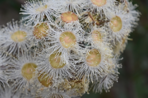 Angophora hispida (Dwarf apple) (alternate view 4)