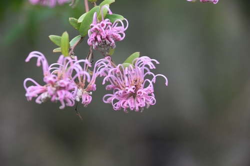 Grevillea sericea (Pink Spider Flower) (alternate view 2)