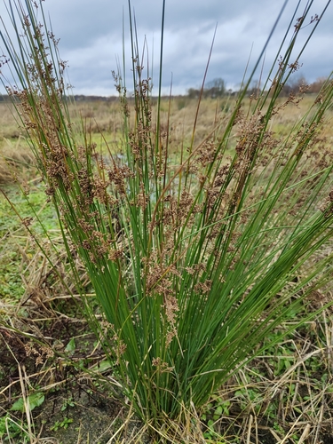 Juncus usitatus (australian rush) (alternate view 6)