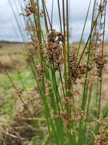 Juncus usitatus (australian rush) (alternate view 7)