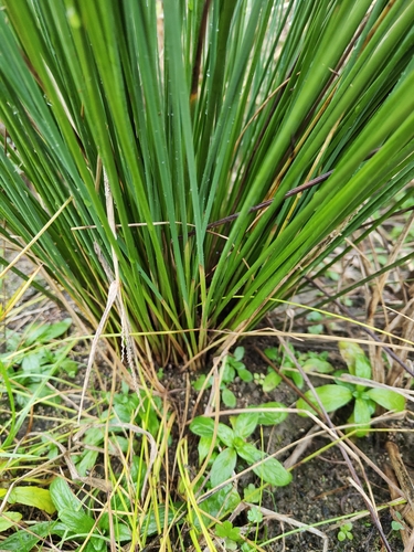 Juncus usitatus (australian rush) (alternate view 8)