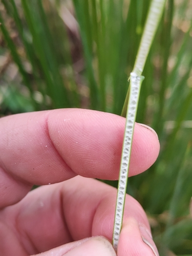 Juncus usitatus (australian rush) (alternate view 9)