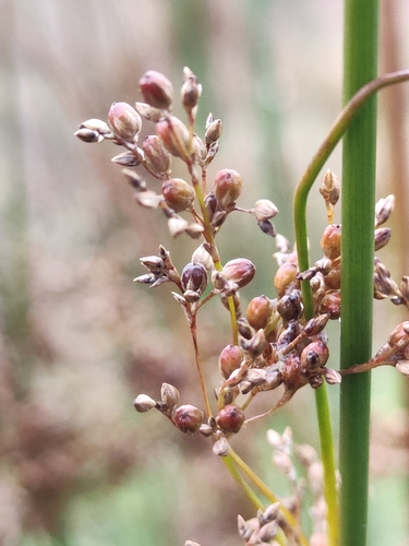 Juncus usitatus (australian rush) (alternate view 10)