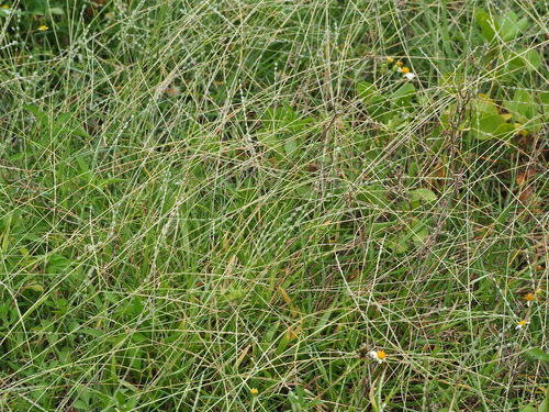 Digitaria (crabgrasses, cottontops, and allies) (alternate view 3)