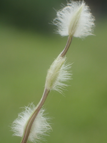 Digitaria (crabgrasses, cottontops, and allies) (alternate view 2)