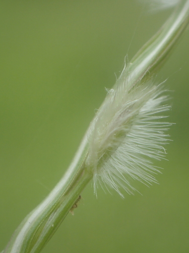 Digitaria (crabgrasses, cottontops, and allies) (alternate view 4)