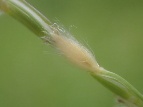 Digitaria (crabgrasses, cottontops, and allies) (alternate view 5)