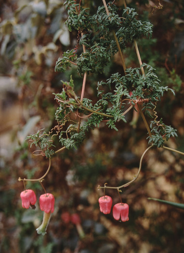 Eccremocarpus