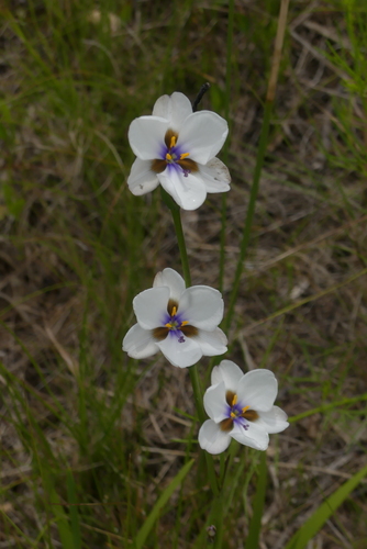 Aristea (Blue Brilliant)