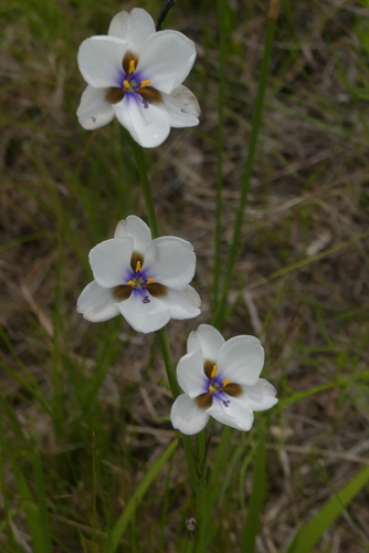 Aristea (Blue Brilliant) (alternate view 2)