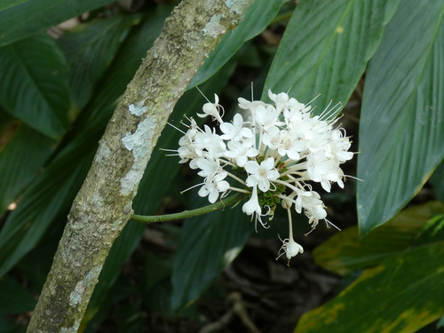 Clerodendrum (Glorybowers) (alternate view 6)
