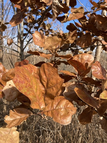 Quercus marilandica (blackjack oak) (alternate view 5)