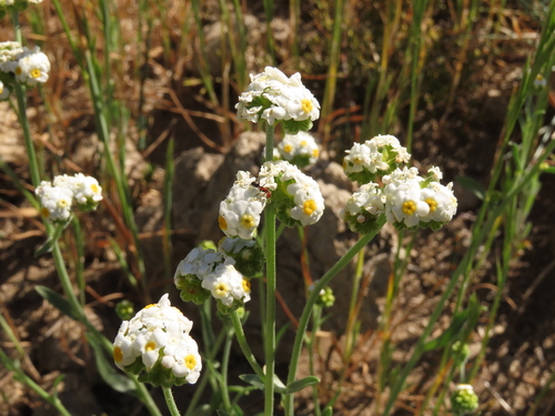 Cryptantha (Annual Cryptanthas)