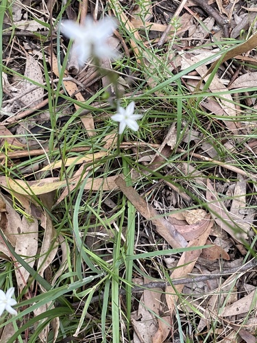 Caesia parviflora (Pale Grass Lily)