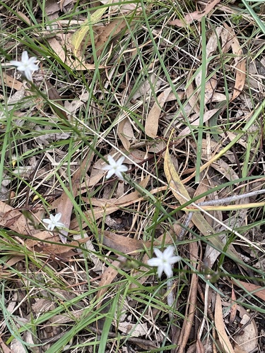 Caesia parviflora (Pale Grass Lily) (alternate view 2)