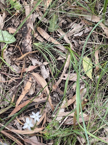 Caesia parviflora (Pale Grass Lily) (alternate view 3)