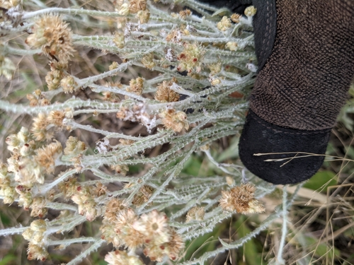 Pseudognaphalium luteoalbum (Jersey Cudweed)