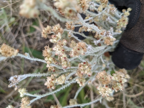 Pseudognaphalium luteoalbum (Jersey Cudweed)