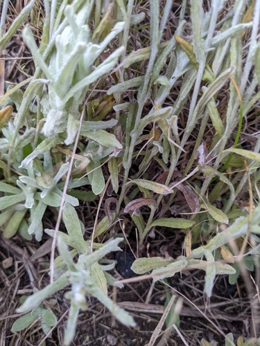 Pseudognaphalium luteoalbum (Jersey Cudweed)