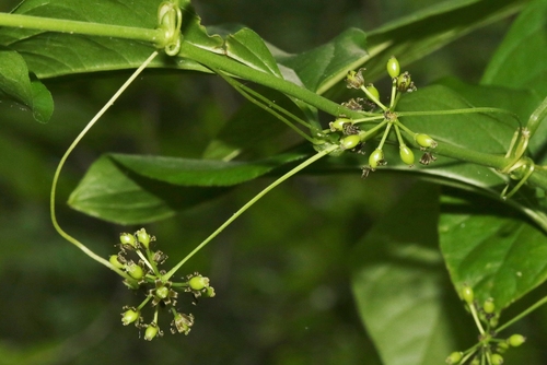 Smilax tamnoides (bristly greenbrier) (alternate view 2)